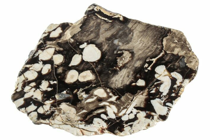 Petrified Peanut Wood Section - Australia #239830